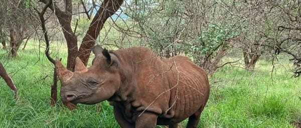 4-Day Tanzania Safari through Tarangire, Ngorongoro and Lake Manyara