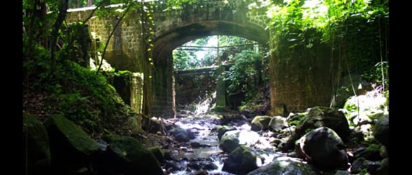 4-Hour Rainforest Hike in Basseterre with Wingfield Estate