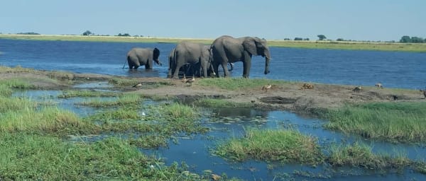 12-Hour Chobe National Park Safari from Victoria Falls with River Cruise