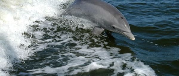 6-Hour Dolphin Watching Tour in Kizmkazi with Snorkelling and Mosque