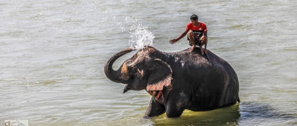 3-Day Chitwan National Park Safari from Kathmandu with Tharu Culture