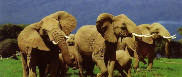 3-Day Amboseli National Park Safari with Kilimanjaro Views