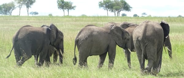 8-Hour Ruaha National Park Safari with Game Drive and Wildlife Viewing