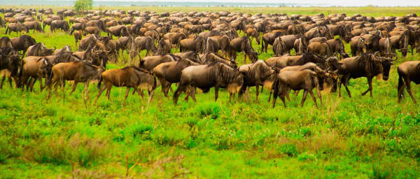 3-Day Serengeti Safari with Big Five Game Drives and Great Migration