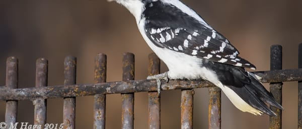 3-Hour Pike Lake Park Bird Watching Tour with Chickadee Feeding