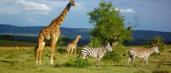 3-Day Masai Mara Safari from Nairobi with Big Five Game Drives