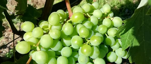 5-Hour Private Wine Tour in Silves and Lagoa with 2 Wineries