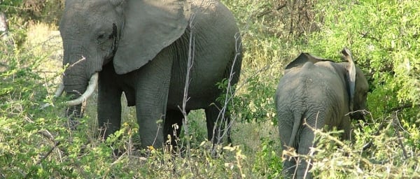 1-Day Ngorongoro Wildlife Safari in the World's Largest Caldera