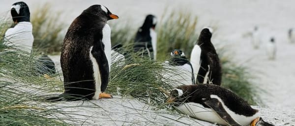 5-Hour Falkland Islands Wildlife Tour with Penguins and Stanley