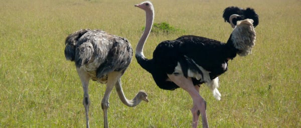 5-Day Masai Mara Safari from Nairobi with Mara River Crossing