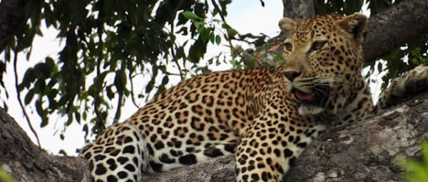 18-Day South Africa Safari with Panorama Route and eSwatini
