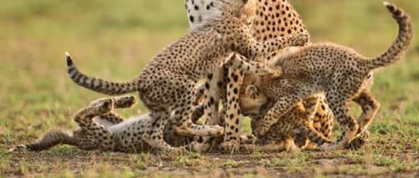 6-Day Selous Wildlife Safari from Dar es Salaam with Rufiji Boat Safari