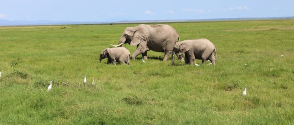 3-Day Amboseli National Park Safari from Nairobi with Kilimanjaro