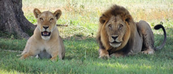 8-Day Tanzania Safari from Arusha with Lake Natron and Serengeti