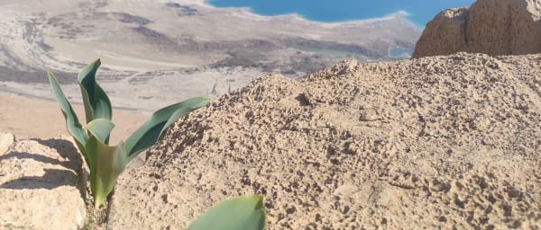 9-Hour Private Masada, Ein Gedi and Dead Sea Tour from Tel Aviv