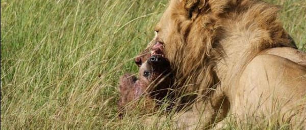 5-Hour Nairobi National Park Safari with Early Morning Game Drive