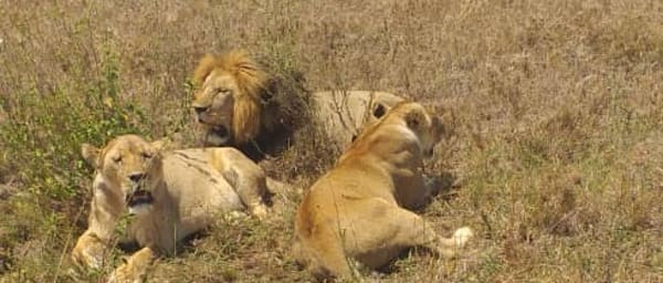 3-Day Tanzania Safari to Tarangire, Ngorongoro and Lake Manyara