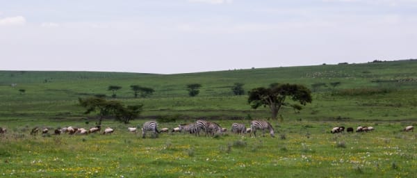 5-Day Tanzania Wildlife Safari through Serengeti and Ngorongoro