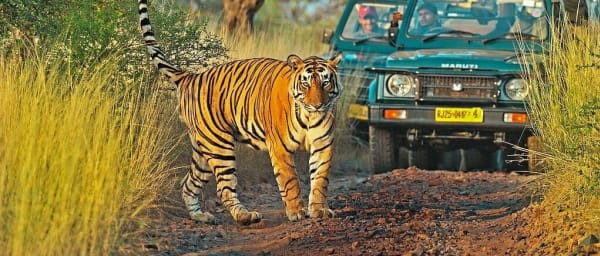 8-Day Golden Triangle Tour with Ranthambore Safaris from Delhi