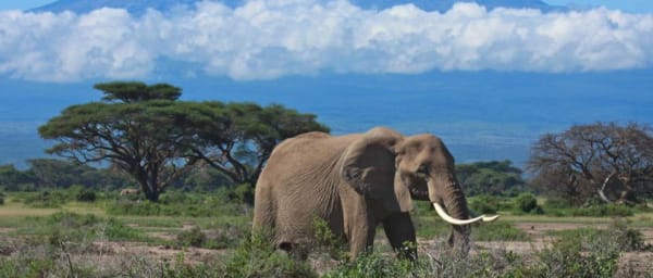 6-Day Kenya Luxury Safari from Nairobi to Masai Mara and Amboseli