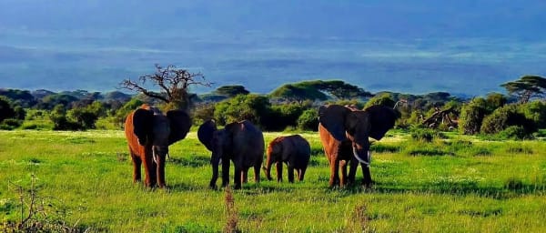 5-Day Amboseli and Tsavo Wildlife Safari with Mzima Springs