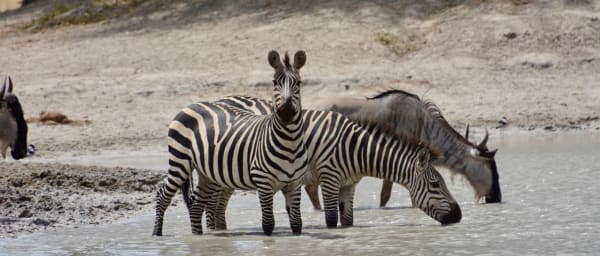 4-Day Masai Mara Safari from Nairobi with Great Rift Valley Views