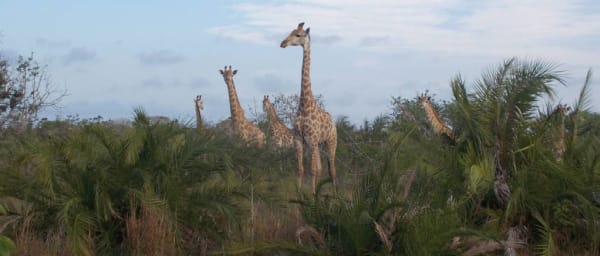 12-Hour Maputo Safari and Ponta do Ouro Tour with Lunch