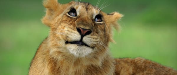 5-Day Tanzania Wildlife Safari with Serengeti and Ngorongoro