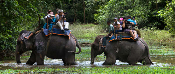 3-Day Chitwan Jungle Safari with Tharu Dance and Wildlife