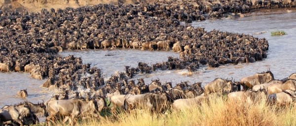 2-Day Serengeti Great Migration Fly-In Safari from Zanzibar or Arusha