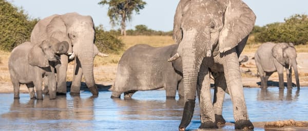 7-Day Victoria Falls and Botswana Safari with Okavango Mokoro