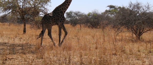 9-Hour Chaminuka Nature Reserve Tour from Lusaka with Wildlife Activities