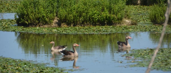 1-Day Bird Watching Tour in Kathmandu Valley with Godawari IBA
