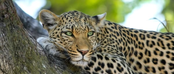 3-Day Akagera Wildlife Safari from Kigali with Lake Ihema Boat Trip
