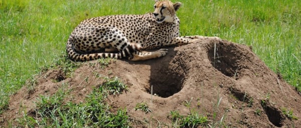 4-Day Serengeti, Tarangire and Ngorongoro Wildlife Safari