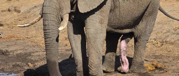 1-Day Hwange National Park Safari from Victoria Falls with game drives