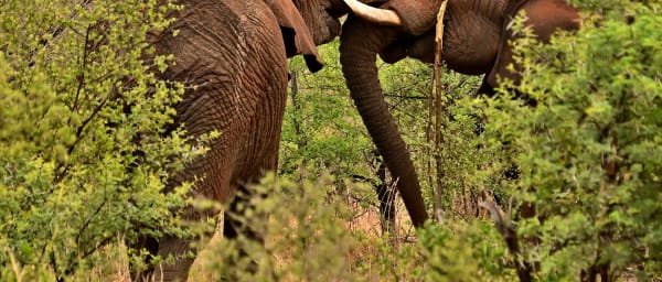 4-Day Luxury Serengeti Safari at Singita Grumeti with Big 5 Viewing