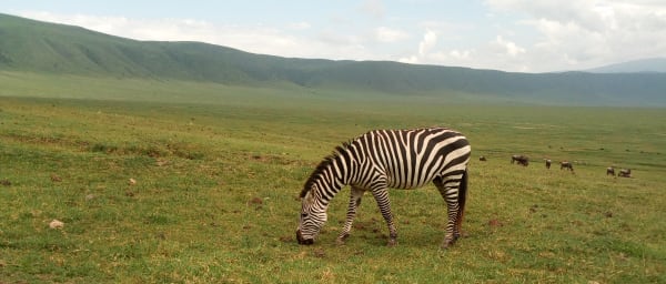 4-Day Tanzania Wildlife Safari through Tarangire, Serengeti and Ngorongoro