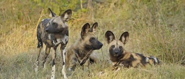 5-Hour Game Drive in Zambezi National Park with Bush Breakfast