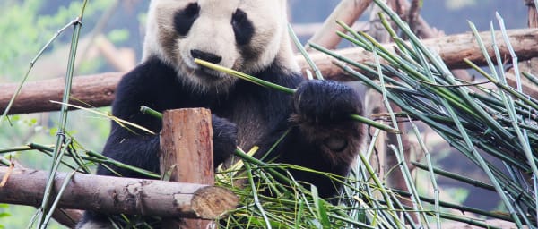 Full-Day Chengdu Panda Base Tour with Guided Visit