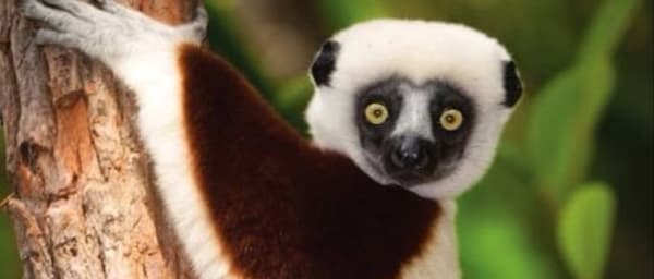 6-Day Madagascar Safari from Taolagnaro with Mandrare River Camp