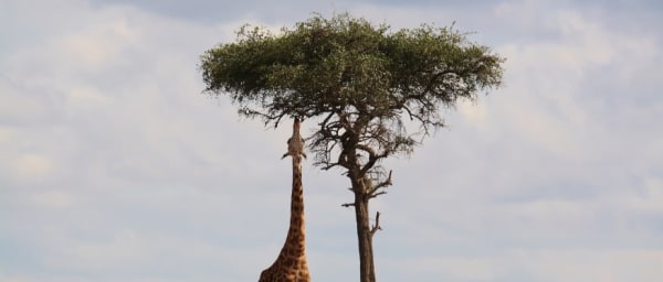 1-Day Tarangire National Park Big Five Safari from Arusha or Moshi