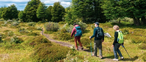 4-Hour Patagonian Forest Hike in Punta Arenas with Tapas Tasting