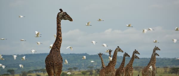 10-Day Tanzania Safari with Great Migration and Hadzabe Culture