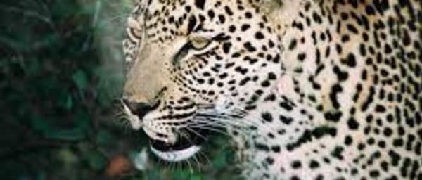 5-Day Kenya Luxury Safari with Maasai Mara and Lake Nakuru