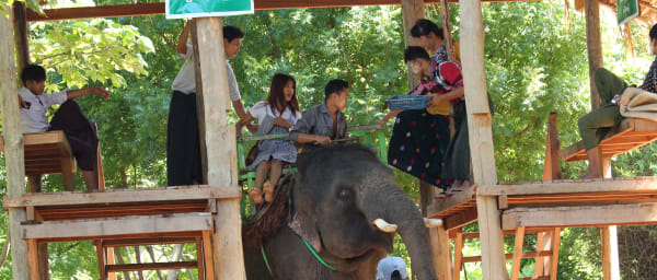 5-Hour Elephant Camp Tour from Mandalay with Bathing and Tree Planting