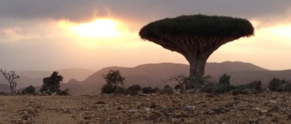 15-Day Socotra Island Adventure with caves, lagoons, and dragon trees