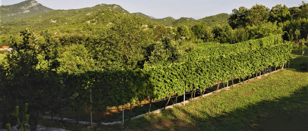 5-Day Montenegro Active Tour with Tara Rafting and Skadar Lake Cruise