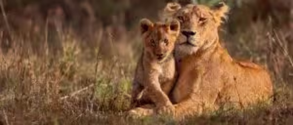 3-Day Tanzania Safari to Ngorongoro, Tarangire and Lake Manyara