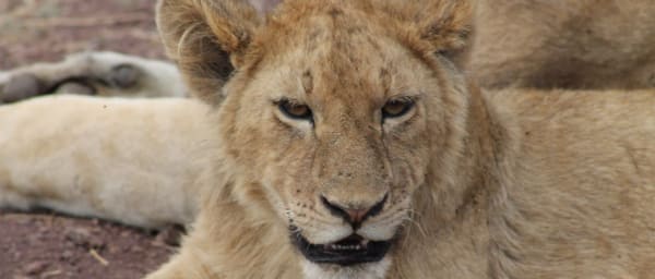 3-Day Tanzania Wildlife Safari with Tarangire and Ngorongoro